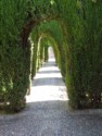 Arches made from bushes